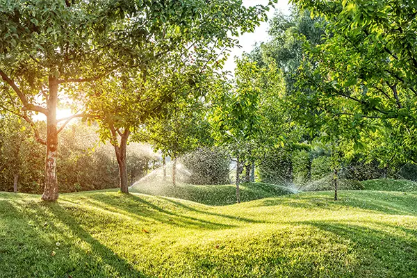 Tree Maintenance Services