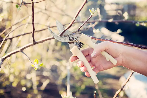 Tree Pruning