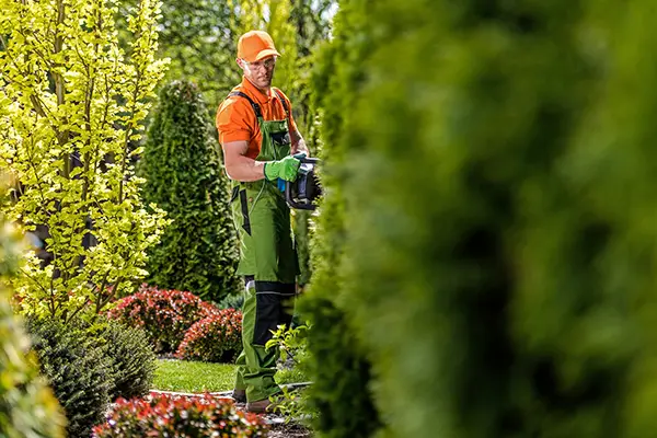 Hedge Trimming