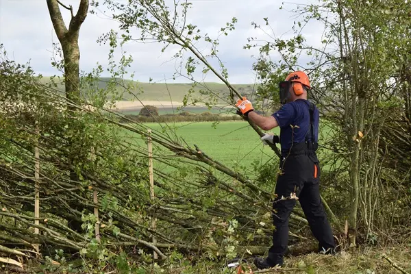 Garden/Tree Maintenance