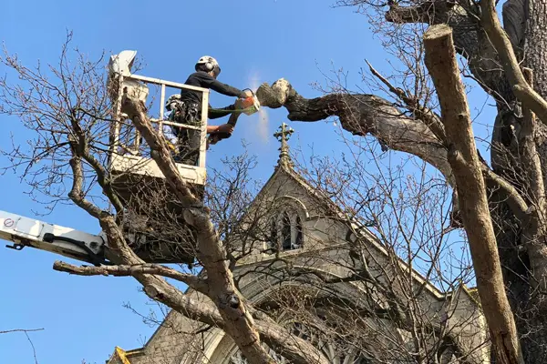 Deadwood Removal