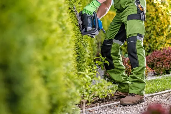 Hedge Maintenance Services