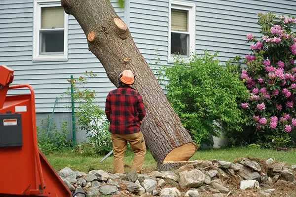 Tree Felling