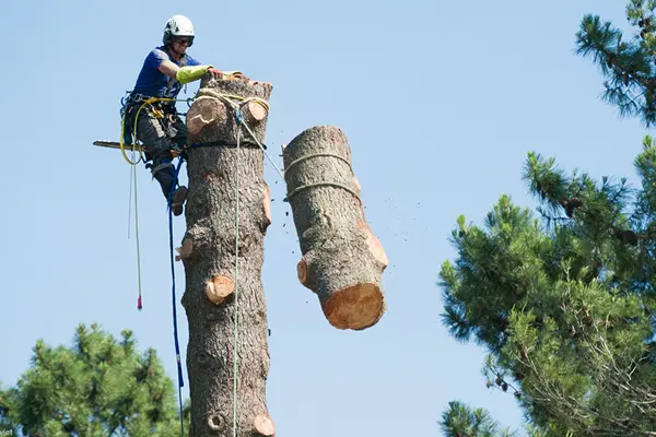 Tree Cutting & Dismantling