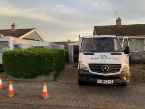 SG Tree Services tree maintenance in Stonehaven