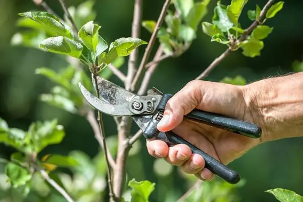 Tree Pruning In Aberdeen