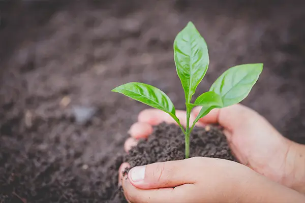 Tree Planting