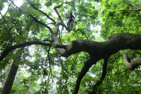 Crown Thinning