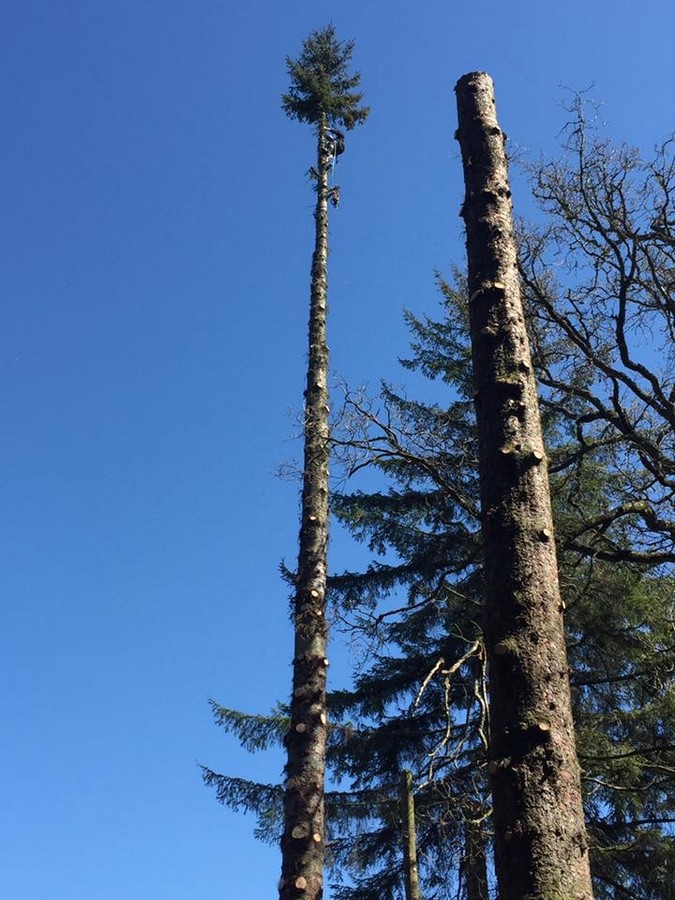 Tree Removal Services
