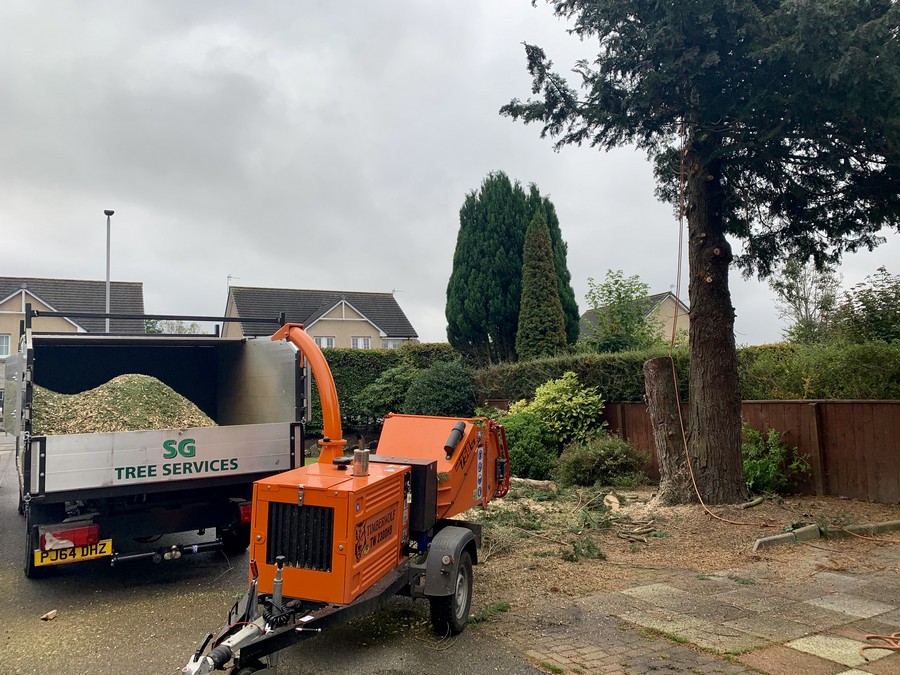 Tree Maintenance