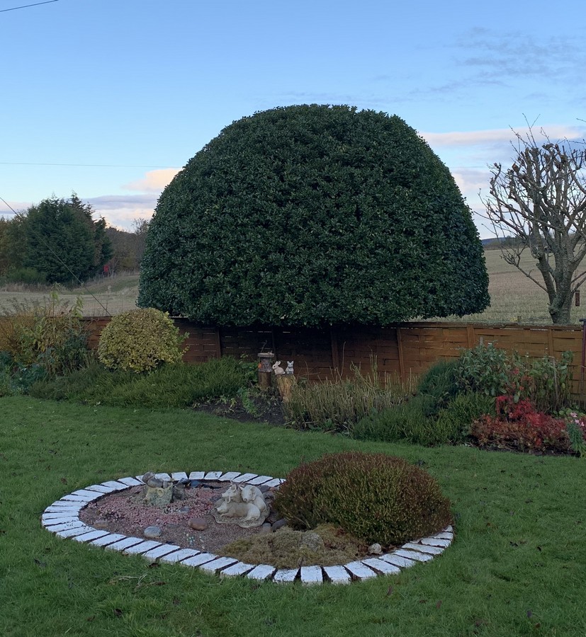Tree Pruning Services