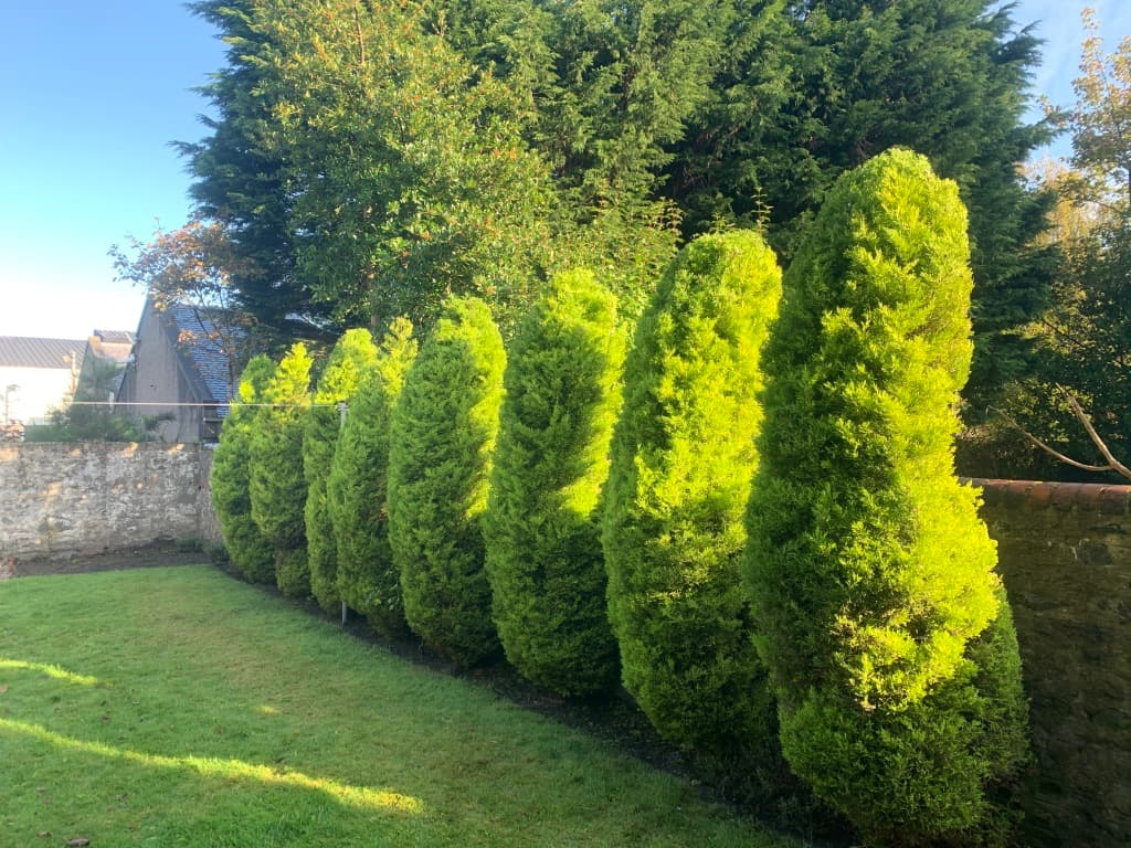 Tree Planting Services